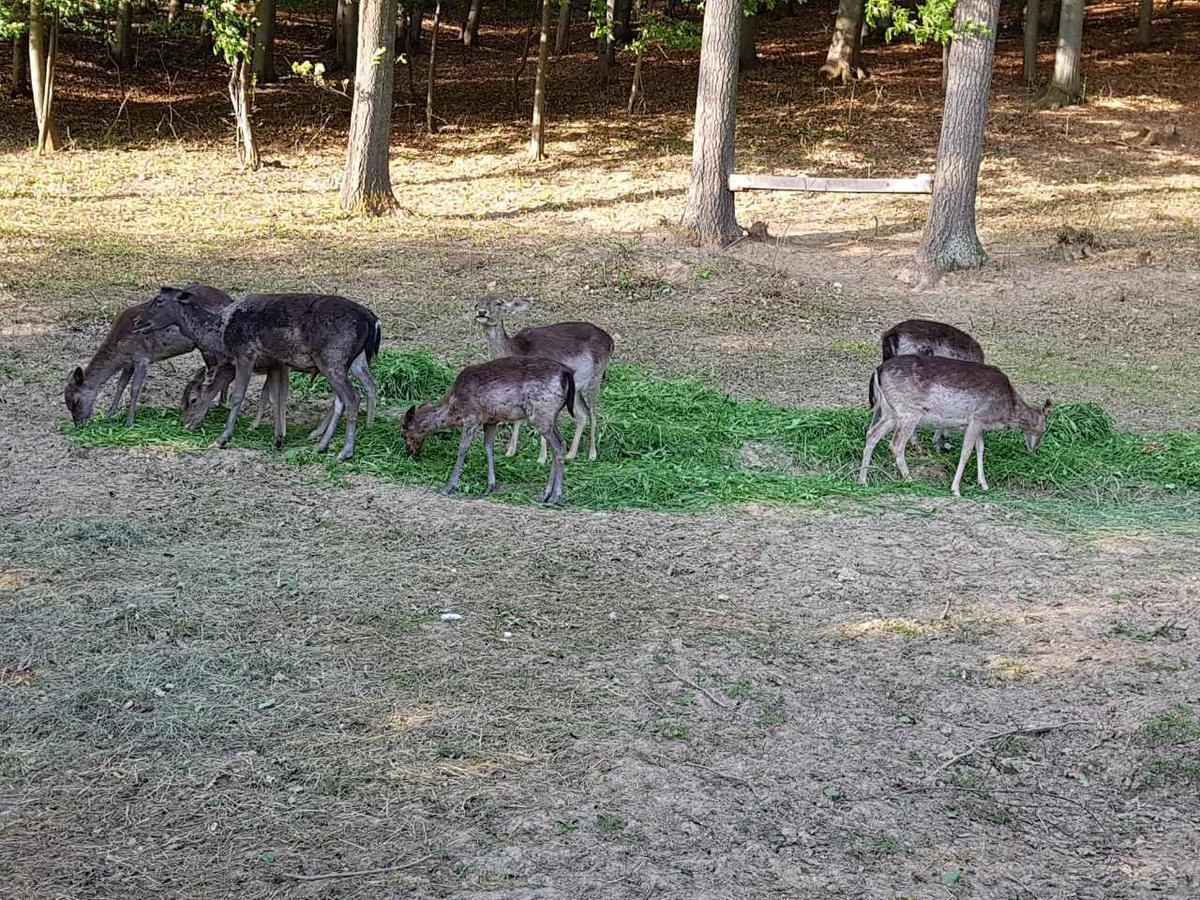 Villa Etno Domacinstvo Milenkovic Despotovac Exterior foto